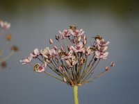 Butomus umbellatus 40, Zwanenbloem, Saxifraga-Luuk Vermeer