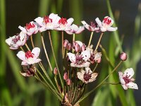 Butomus umbellatus 41, Zwanenbloem, Saxifraga-Sonja Bouwman