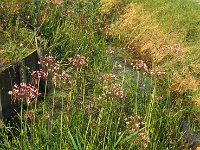 Butomus umbellatus 1, Zwanenbloem, Saxifraga-Piet Zomerdijk