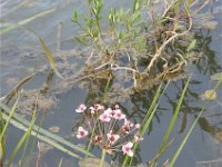 Butomus umbellatus 10, Zwanenbloem, Saxifraga-Jasenka Topic