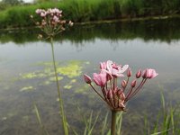 Butomus umbellatus 13, Zwanenbloem, Saxifraga-Mark Zekhuis