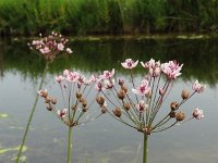 Butomus umbellatus 14, Zwanenbloem, Saxifraga-Mark Zekhuis