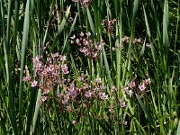 Butomus umbellatus 17, Zwanenbloem, Saxifraga-Peter Meininger