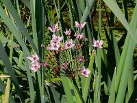 Butomus umbellatus 18, Zwanenbloem, Saxifraga-Peter Meininger