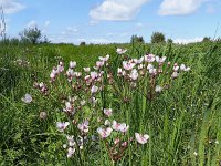 Butomus umbellatus 2, Zwanenbloem, Saxifraga-Mark Zekhuis