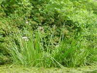 Butomus umbellatus 22, Zwanenbloem, Saxifraga-Rutger Barendse