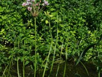 Butomus umbellatus 24, Zwanenbloem, Saxifraga-Rutger Barendse