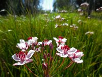 Butomus umbellatus 27, Zwanenbloem, Saxifraga-Ed Stikvoort