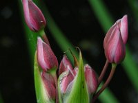 Butomus umbellatus 28, Zwanenbloem, Saxifraga-Ed Stikvoort