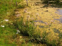 Butomus umbellatus 3, Zwanenbloem, Saxifraga-Peter Meininger