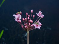 Butomus umbellatus 30, Zwanenbloem, Saxifraga-Ed Stikvoort