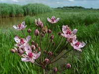 Butomus umbellatus 32, Zwanenbloem, Saxifraga-Ed Stikvoort