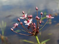 Butomus umbellatus 35, Zwanenbloem, Saxifraga-Hans Dekker