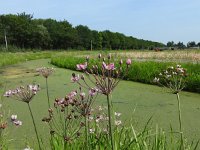 Butomus umbellatus 36, Zwanenbloem, Saxifraga-Jelle van Dijk