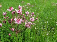 Butomus umbellatus 6, Zwanenbloem, Saxifraga-Harry van Oosterhout