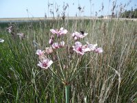 Butomus umbellatus 7, Zwanenbloem, Saxifraga-Jasenka Topic