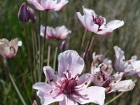 Butomus umbellatus 8, Zwanenbloem, Saxifraga-Jasenka Topic