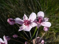 Butomus umbellatus 9, Zwanenbloem, Saxifraga-Jasenka Topic