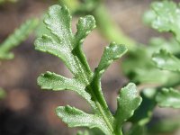 Cakile maritima 53, Zeeraket, Saxifraga-Sonja Bouwman