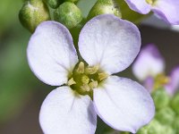 Cakile maritima 54, Zeeraket, Saxifraga-Sonja Bouwman