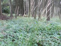 Calamagrostis arundinacea 2, Bosstruisriet, Saxifraga-Rutger Barendse