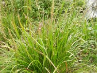 Calamagrostis arundinacea 3, Bosstruisriet, Saxifraga-Rutger Barendse