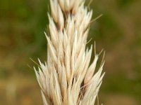 Calamagrostis arundinacea 4, Bosstruisriet, Saxifraga-Rutger Barendse