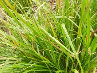 Calamagrostis arundinacea 5, Bosstruisriet, Saxifraga-Rutger Barendse