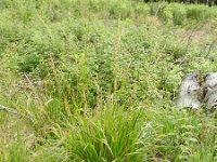 Calamagrostis arundinacea 6, Bosstruisriet, Saxifraga-Rutger Barendse