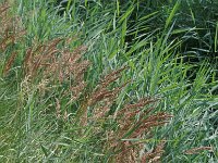 Calamagrostis canescens 1, Hennegras, Saxifraga-Piet Zomerdijk