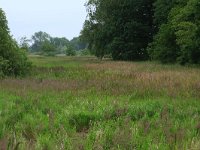 Calamagrostis canescens 11, Hennegras, Saxifraga-Hans Boll