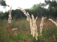 Calamagrostis canescens 17, Hennegras, Saxifraga-Hans Dekker