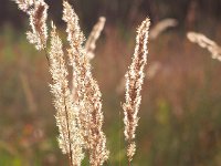 Calamagrostis canescens 18, Hennegras, Saxifraga-Hans Dekker