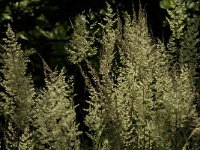 Calamagrostis canescens 2, Hennegras, Saxifraga-Jan van der Straaten