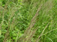 Calamagrostis canescens 5, Hennegras, Saxifraga-Rutger Barendse