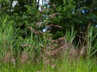 Calamagrostis canescens 7, Hennegras, Saxifraga-Rutger Barendse