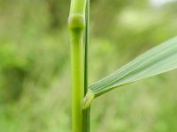 Calamagrostis canescens 4, Hennegras, Saxifraga-Rutger Barendse