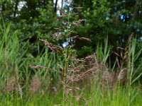 Calamagrostis canescens 7, Hennegras, Saxifraga-Rutger Barendse