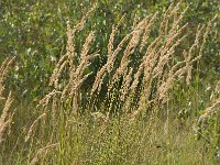 Calamagrostis epigejos 1, Duinriet, Saxifraga-Willem van Kruijsbergen