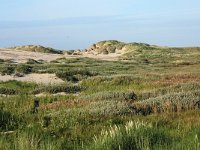 Calamagrostis epigejos 12 Duinriet, Saxifraga-Hans Boll