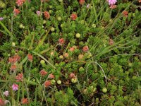 Calamagrostis epigejos 16, Duinriet, Saxifraga-Hans Boll