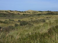 Calamagrostis epigejos 17, Duinriet, Saxifraga-Hans Boll