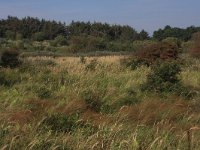 Calamagrostis epigejos 23, Duinriet, Saxifraga-Hans Boll