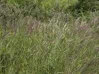 Calamagrostis epigejos 32, Duinriet, Saxifraga-Willem van Kruijsbergen