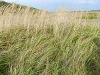 Calamagrostis epigejos 4, Duinriet, Saxifraga-Rutger Barendse