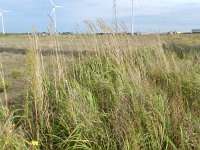 Calamagrostis epigejos 5, Duinriet, Saxifraga-Rutger Barendse