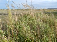 Calamagrostis epigejos 6, Duinriet, Saxifraga-Rutger Barendse