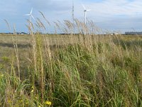 Calamagrostis epigejos 7, Duinriet, Saxifraga-Rutger Barendse