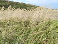 Calamagrostis epigejos 8, Duinriet, Saxifraga-Rutger Barendse