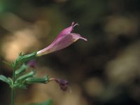 Calamintha grandiflora 5, Saxifraga-Jan van der Straaten